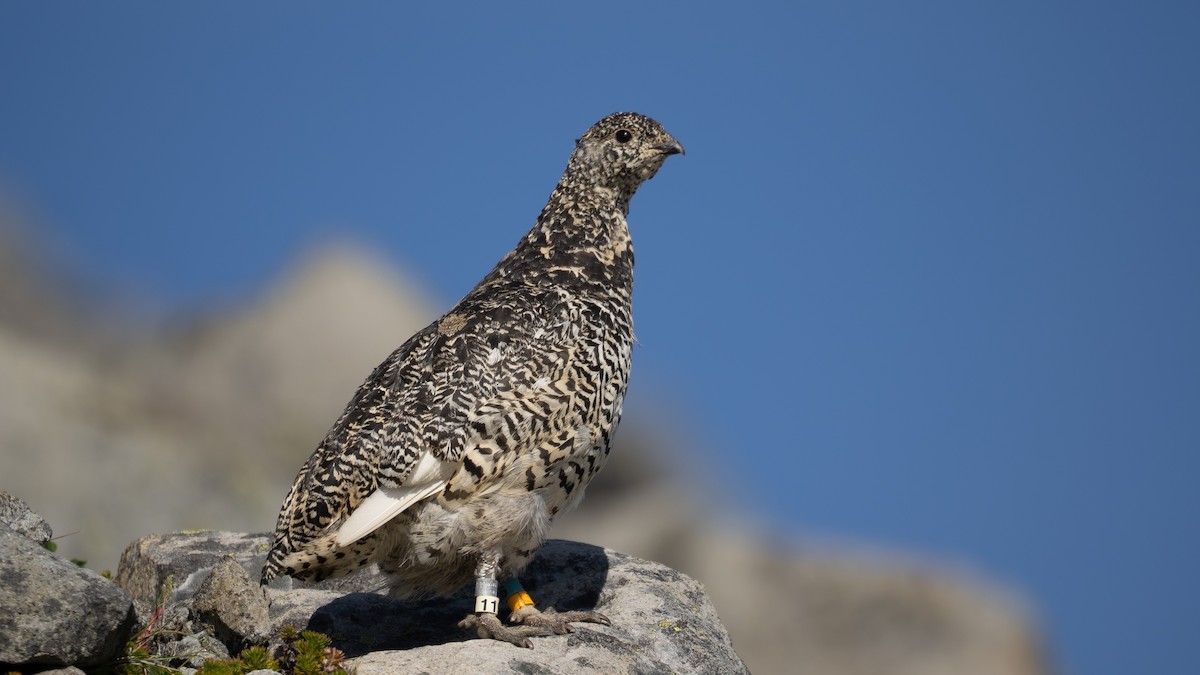 bělokur běloocasý - ML640125253