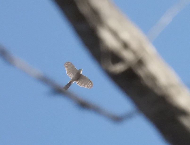 Cooper's Hawk - ML640125267