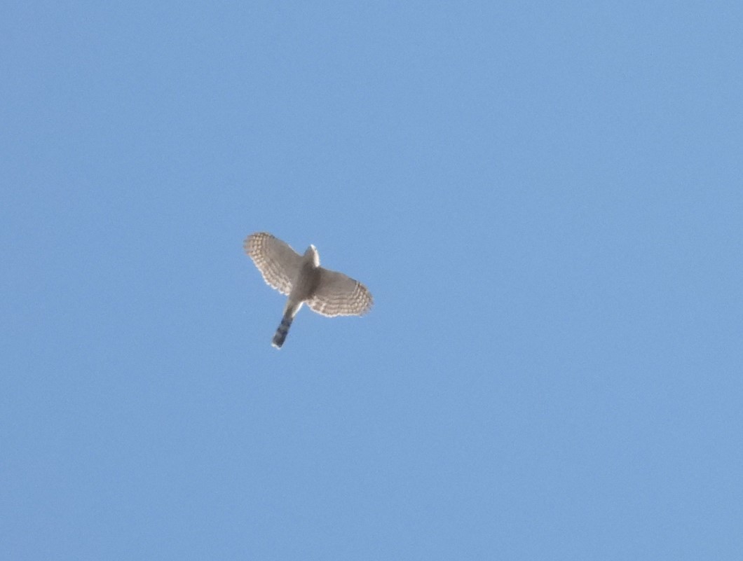 Cooper's Hawk - ML640125268