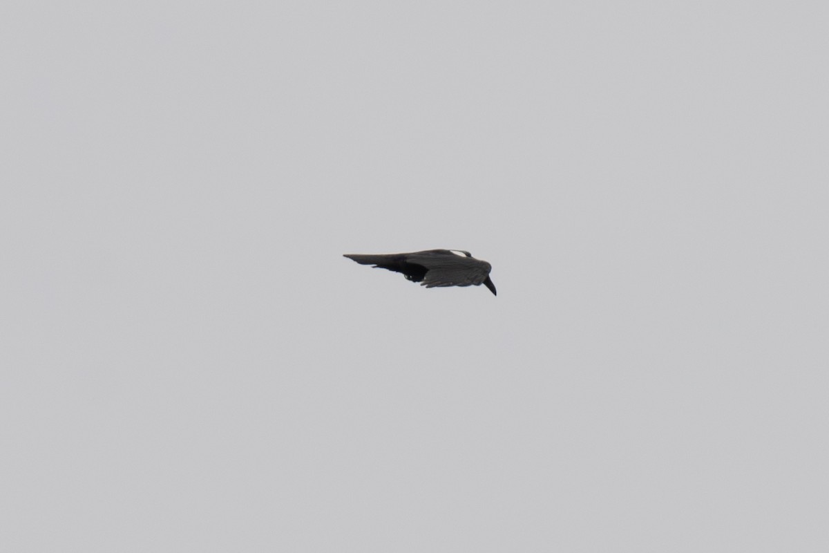 Pied Crow - ML640125277