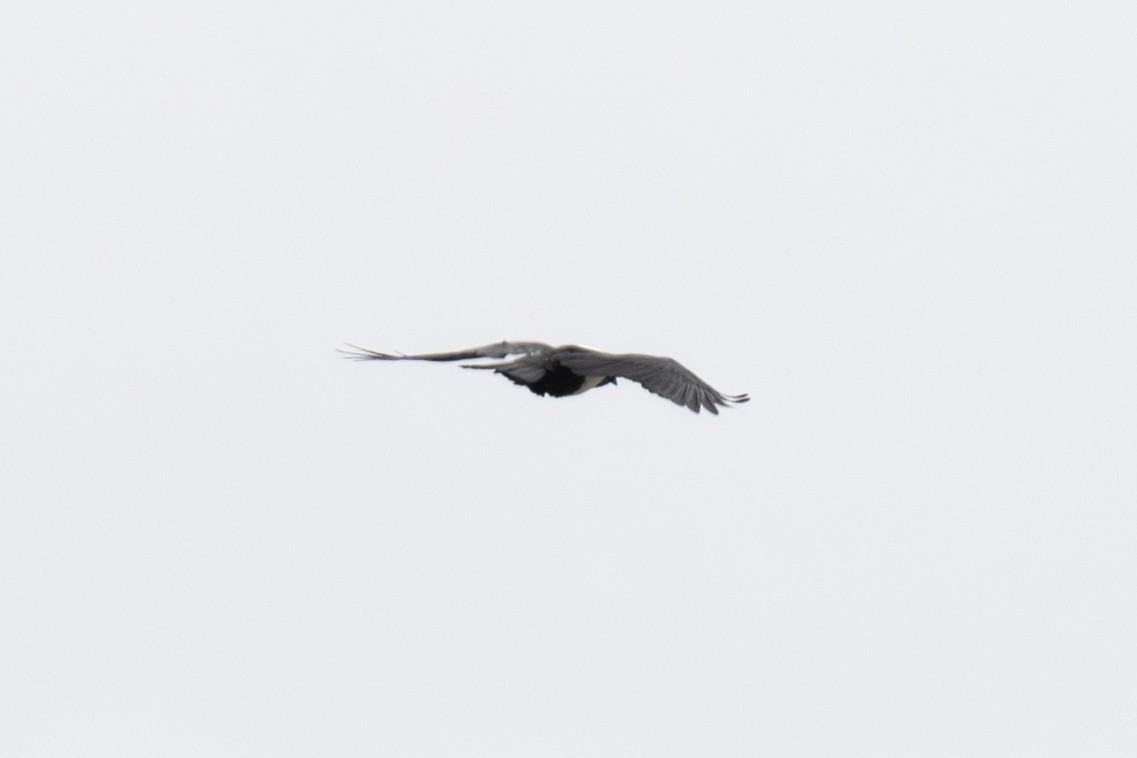 Pied Crow - ML640125278