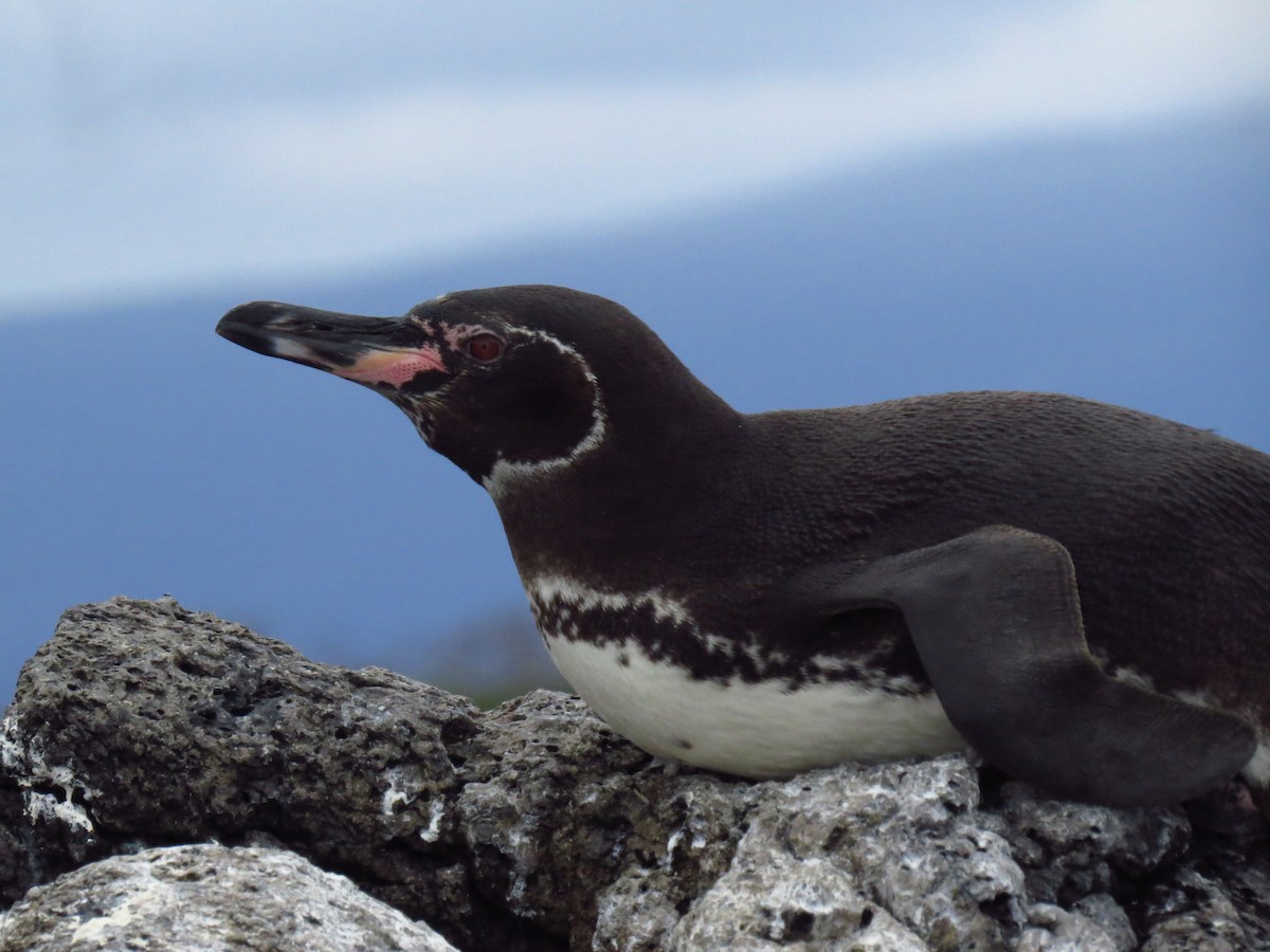 Pingüino de Galápagos - ML640125279