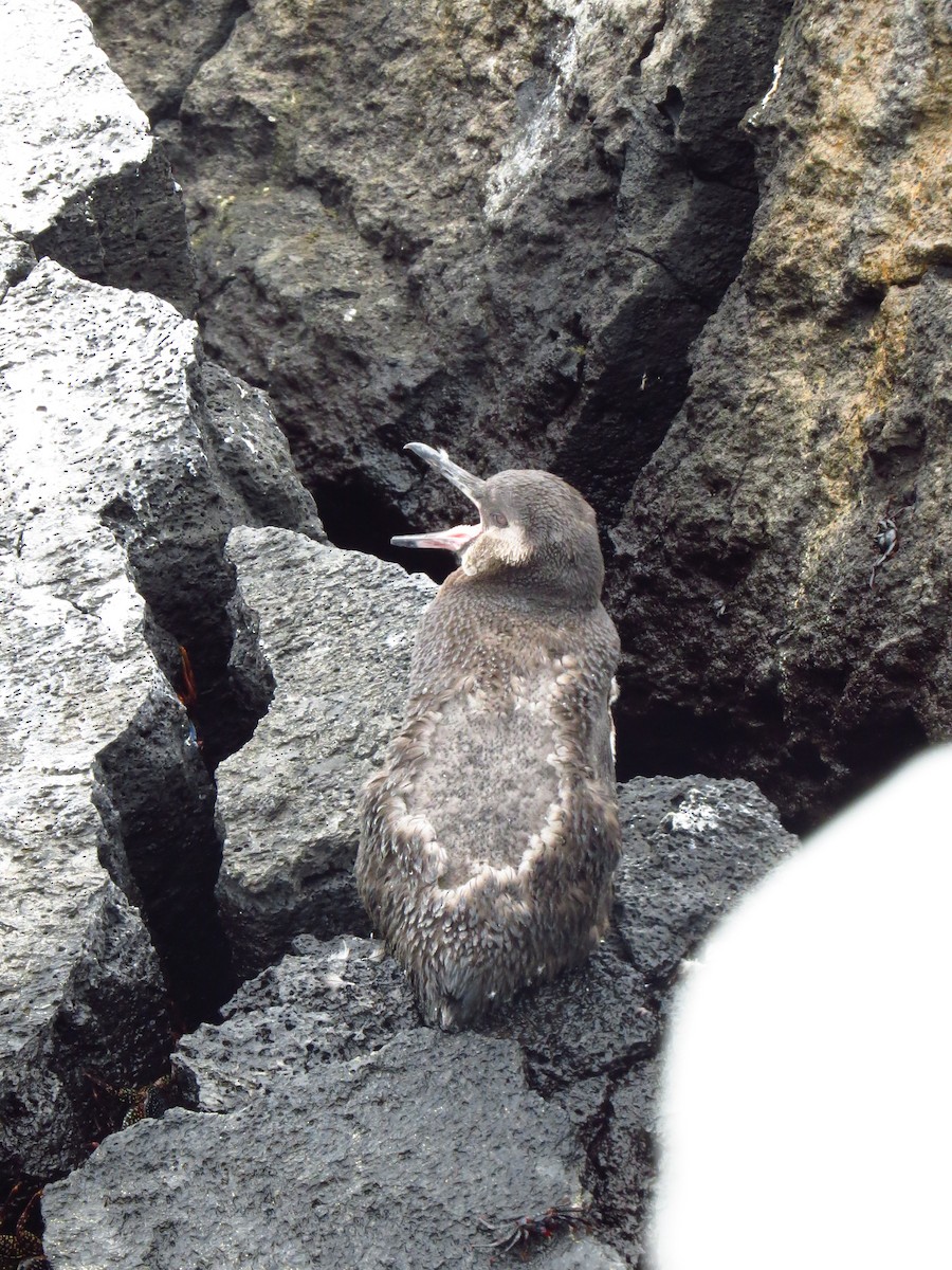 Pingüino de Galápagos - ML640125280