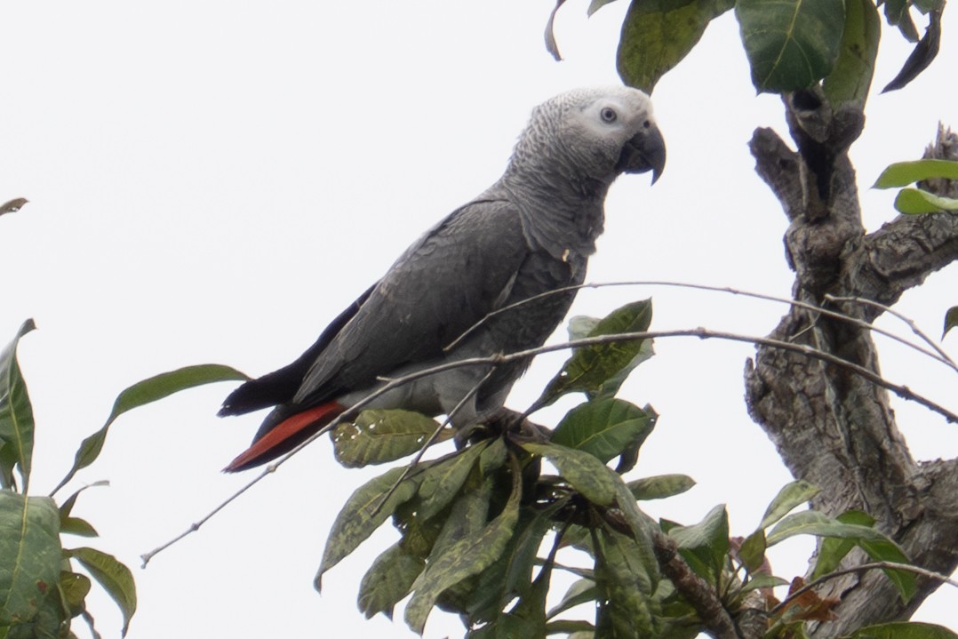 Gray Parrot - ML640125377