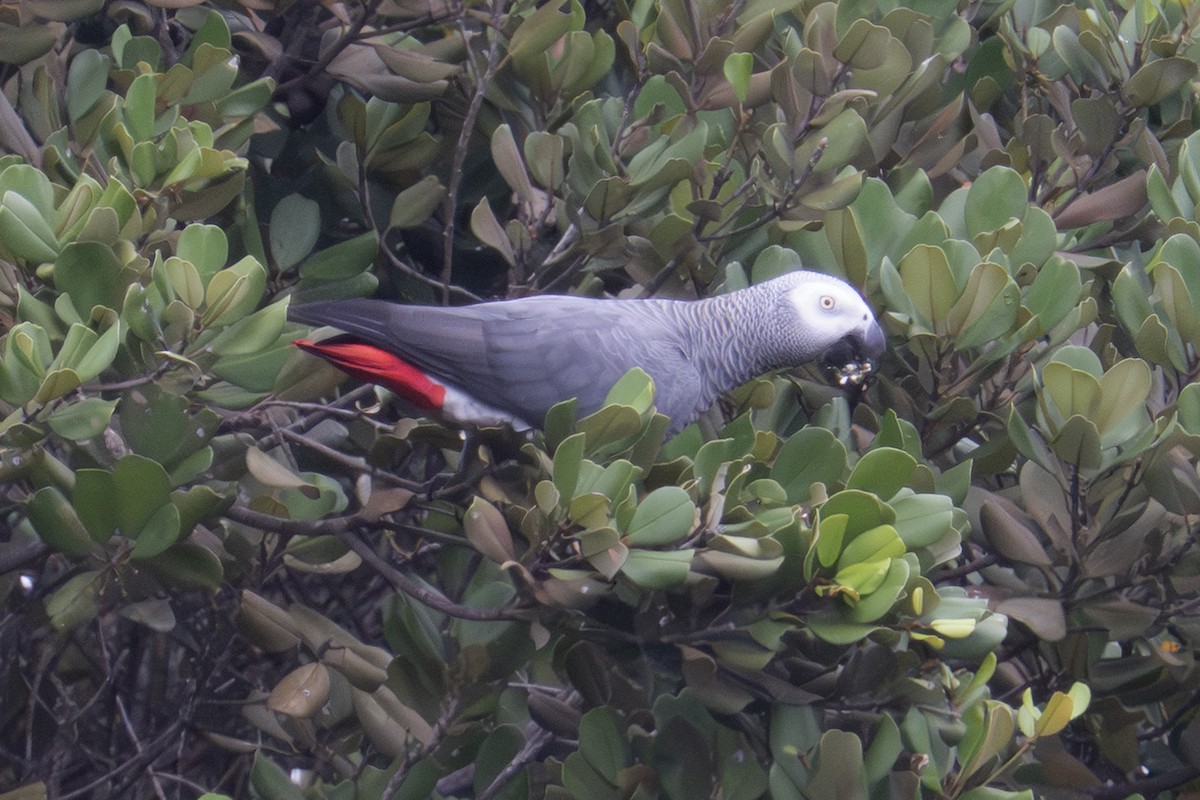 Gray Parrot - ML640125378