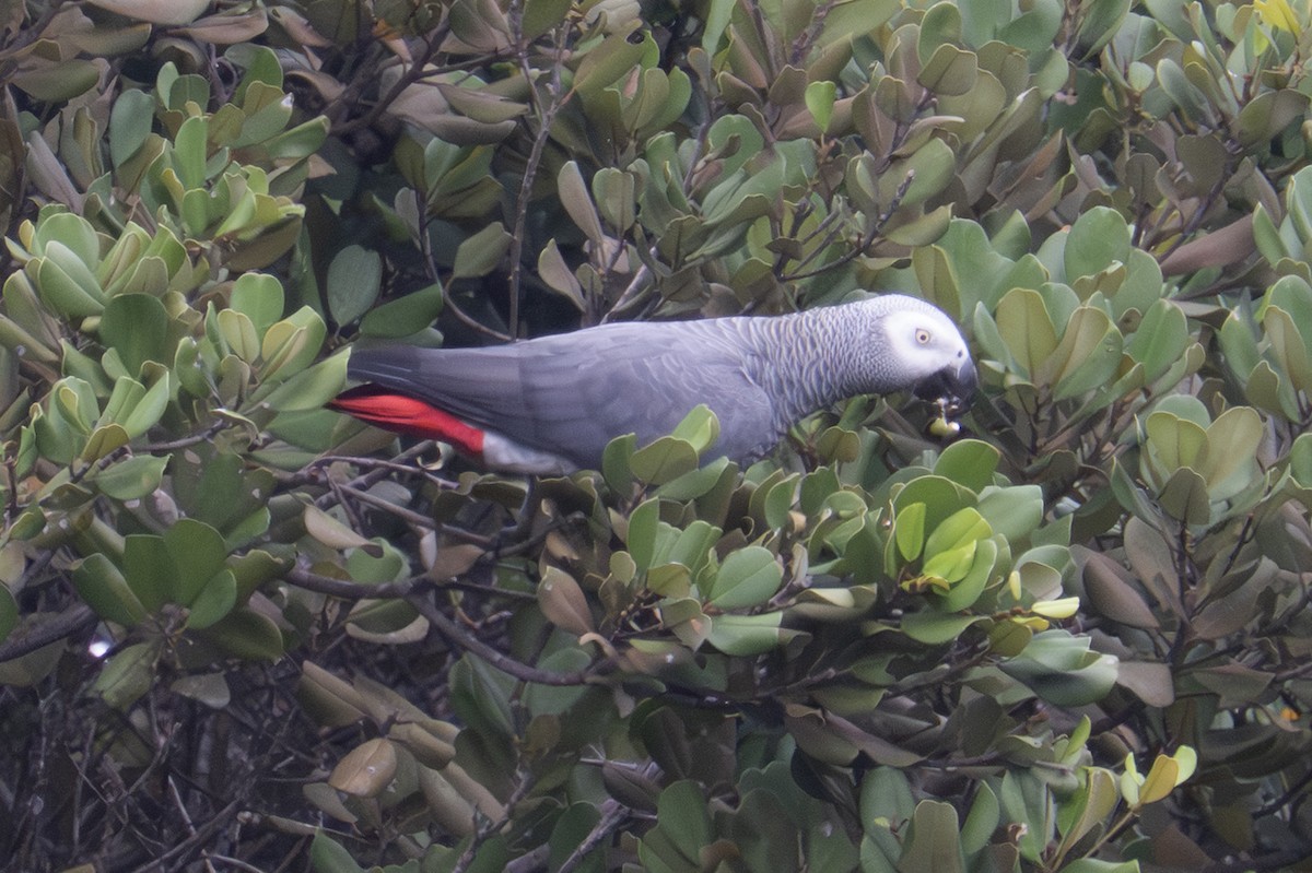 Gray Parrot - ML640125379
