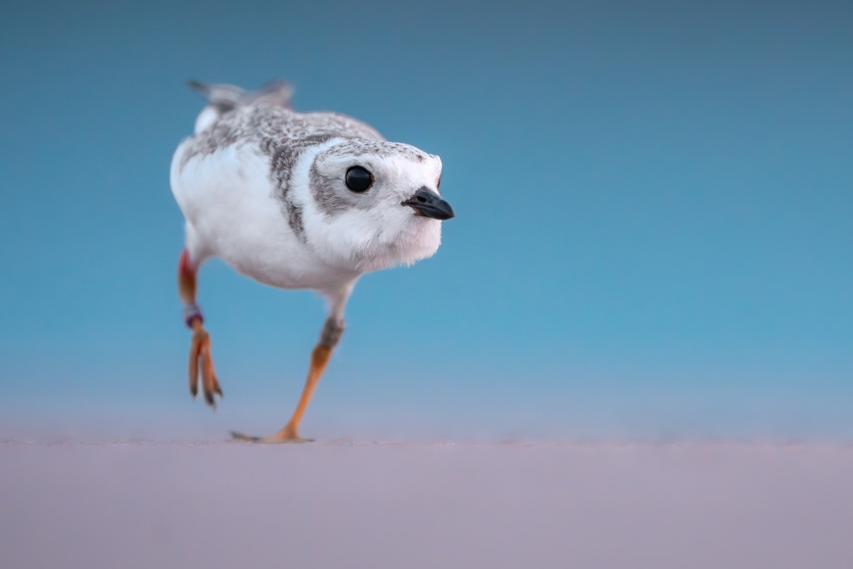 Flötenregenpfeifer - ML640125419