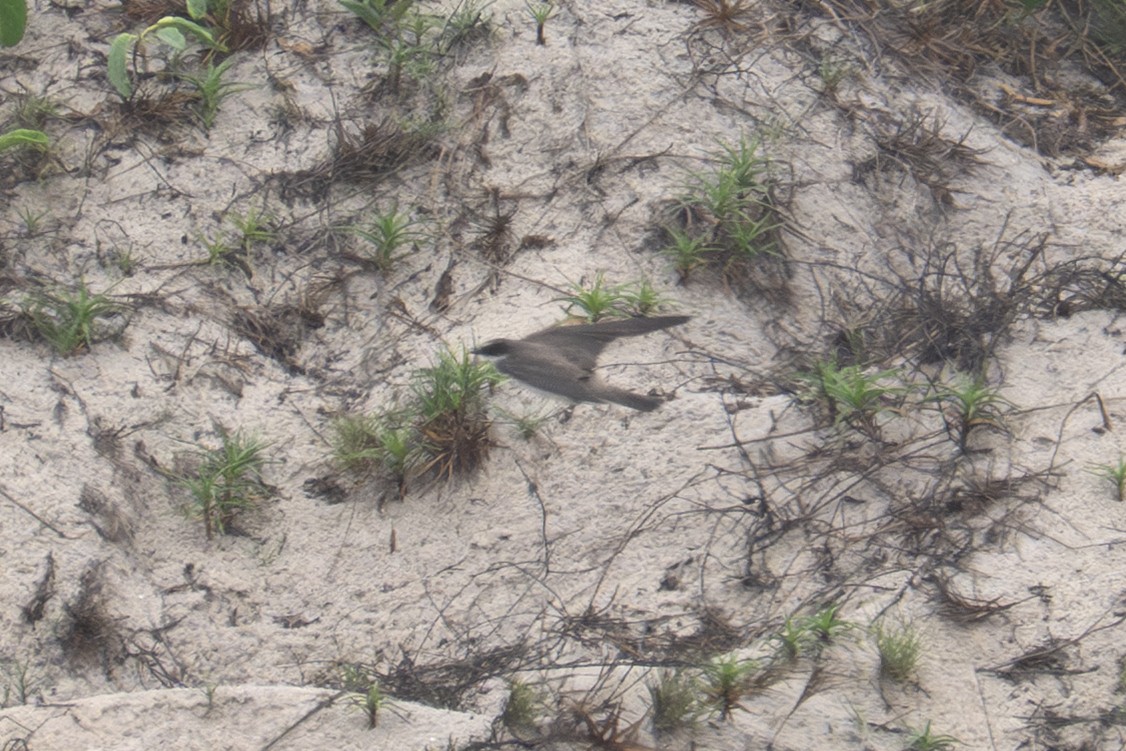 Banded Martin - ML640125442