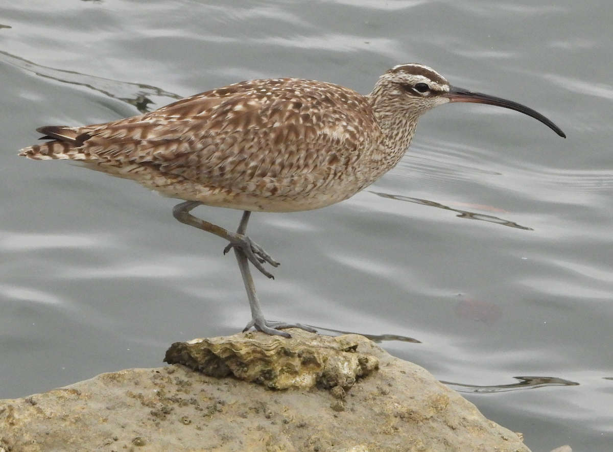 koliha hudsonská - ML640125444