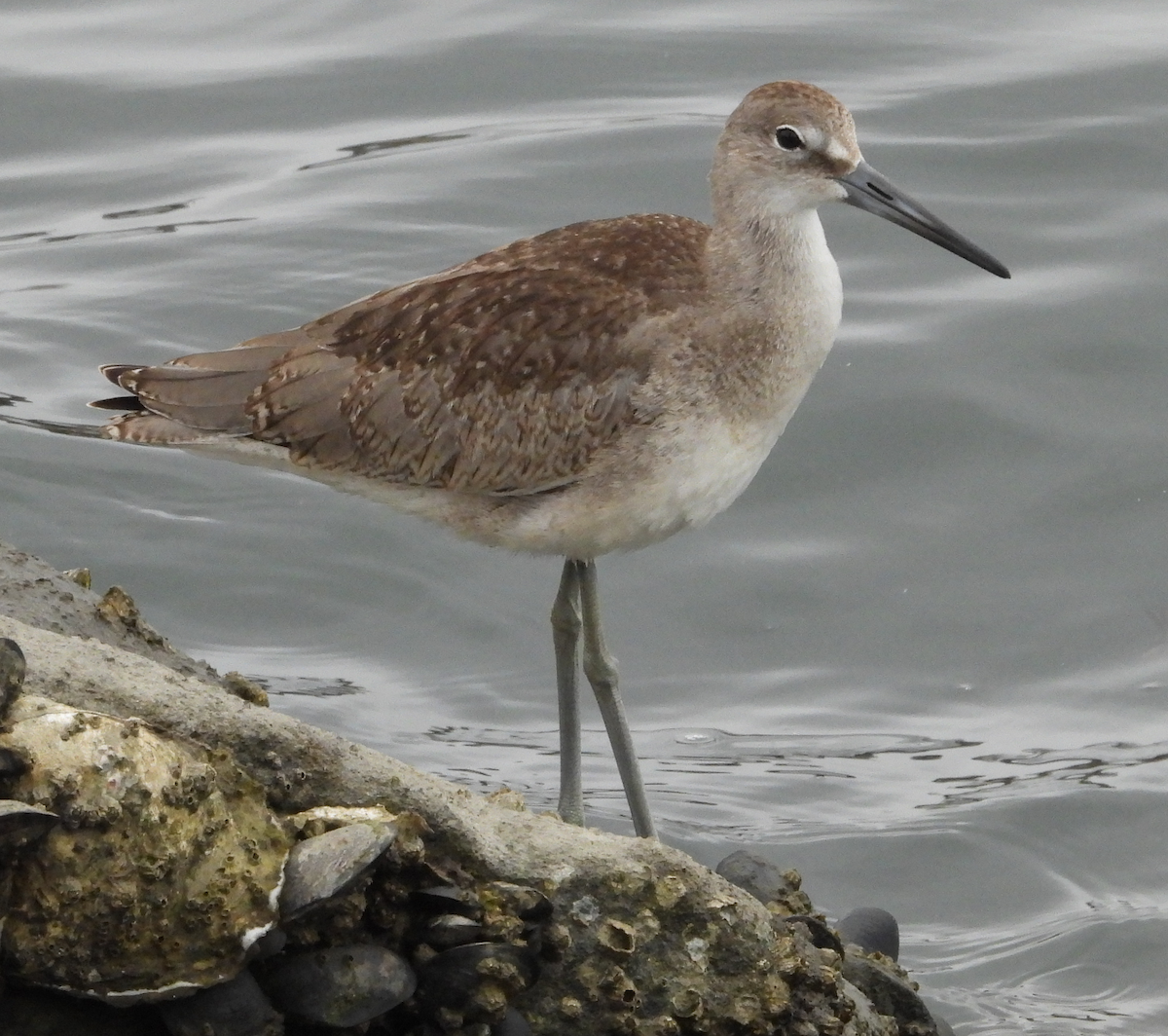 vodouš břehoušovitý - ML640125449