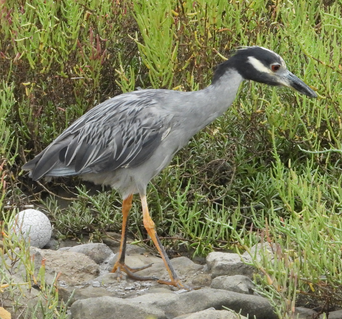 kvakoš žlutočelý - ML640125451