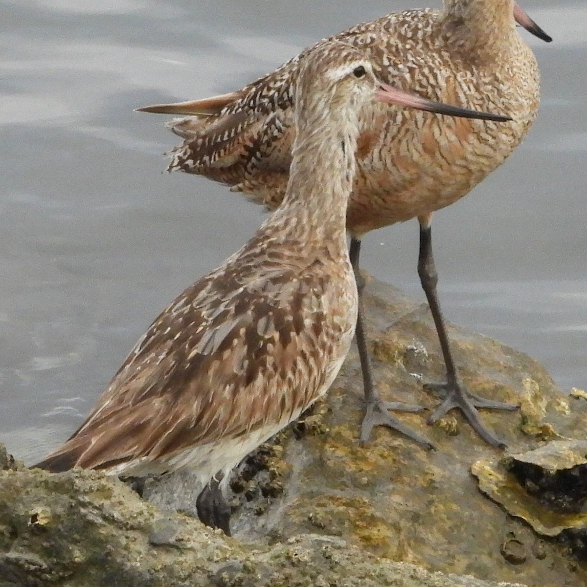 břehouš rudý - ML640125457