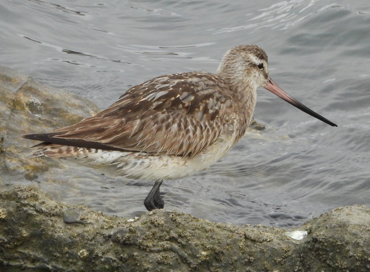 břehouš rudý - ML640125458