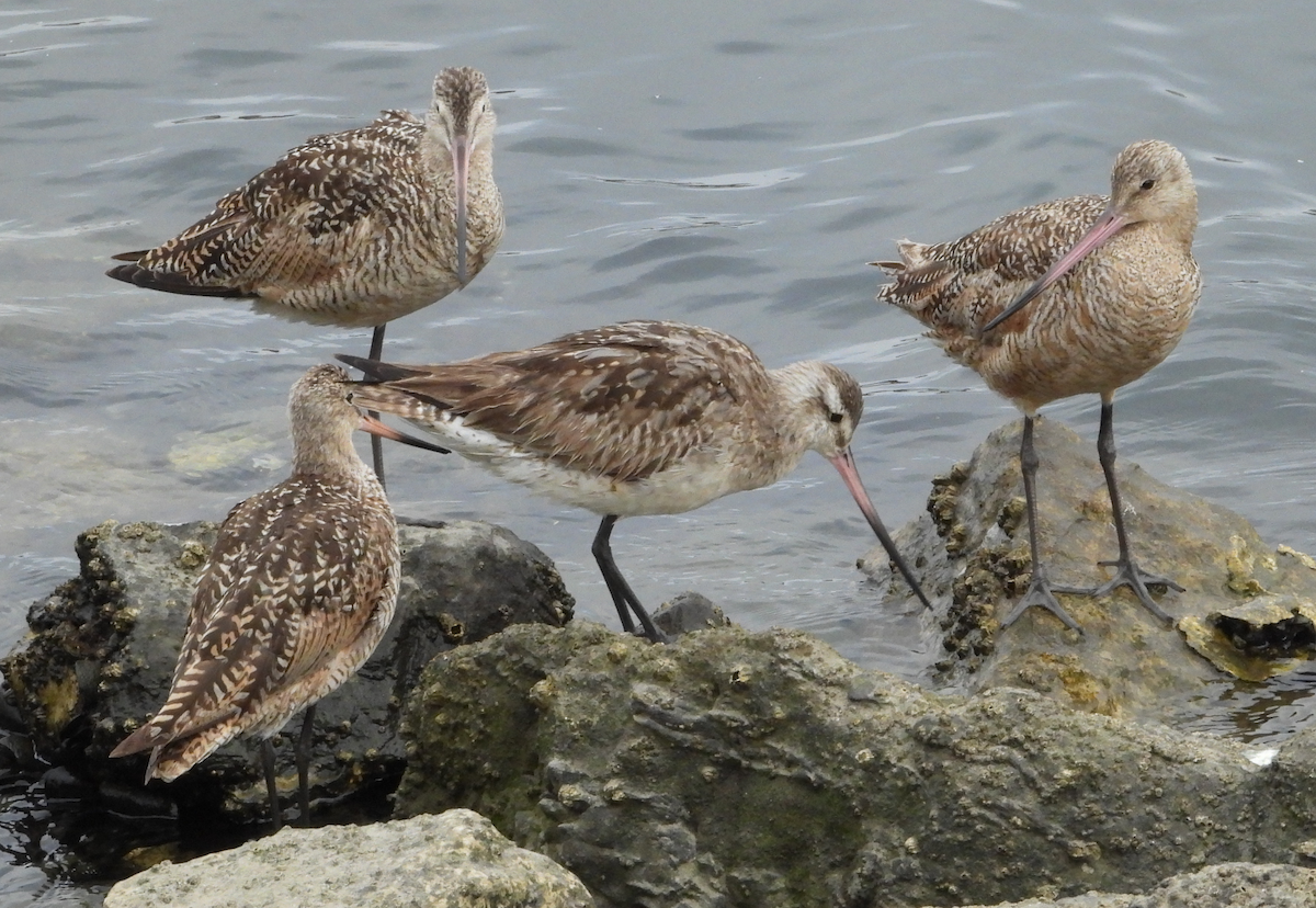 břehouš rudý - ML640125459