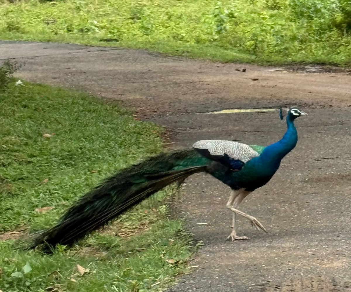 Indian Peafowl - ML640125461