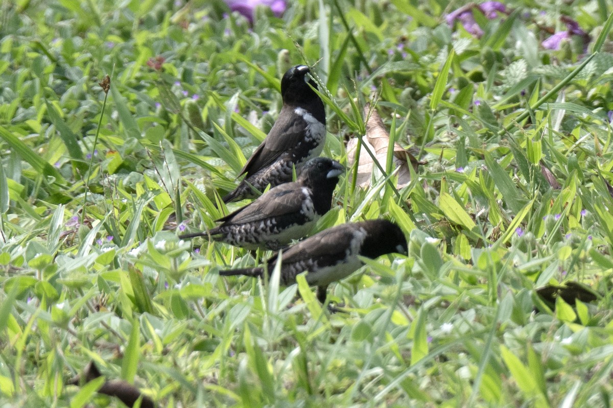 Bronze Mannikin - ML640125471
