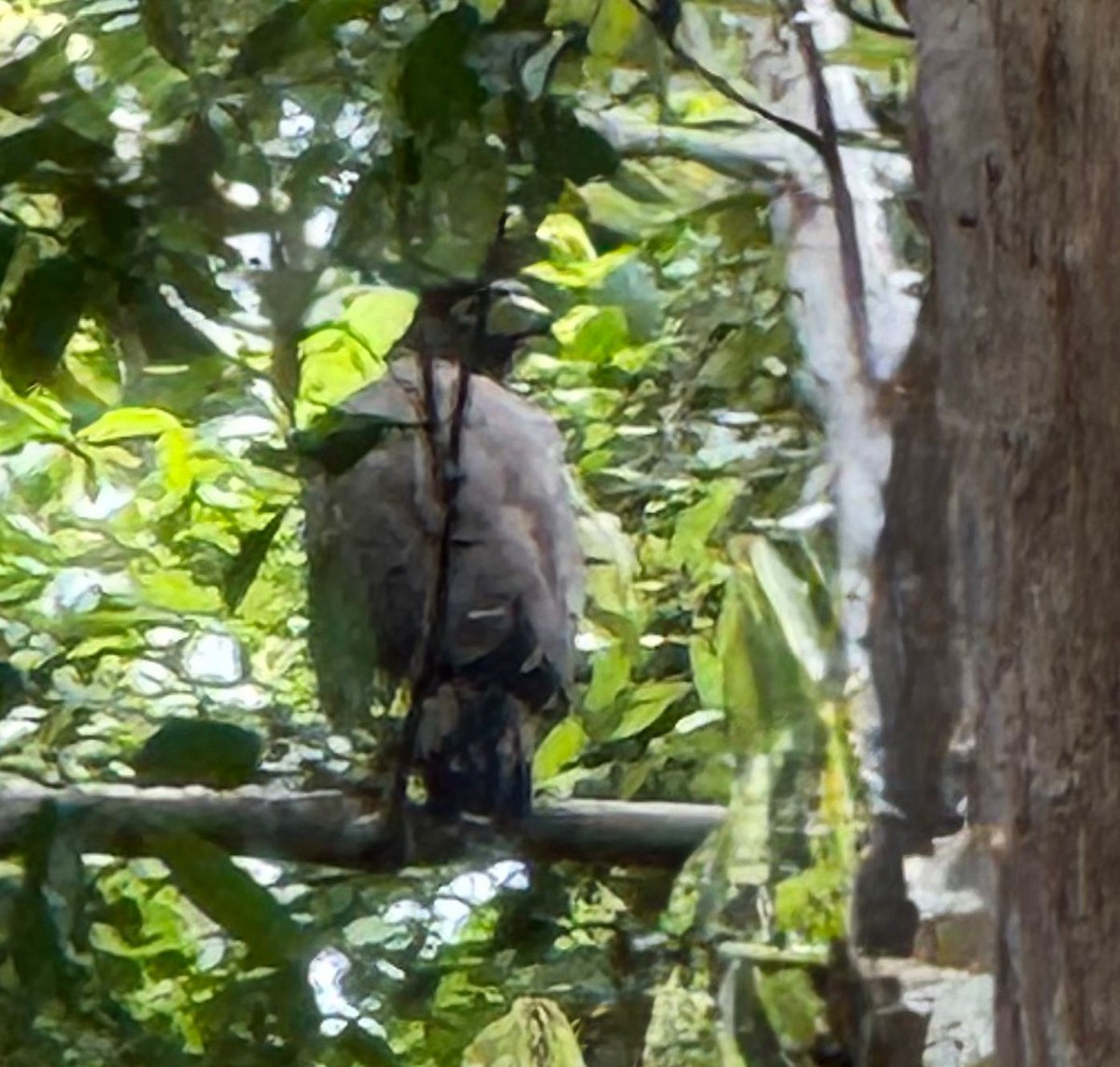 Crested Serpent-Eagle - ML640125475