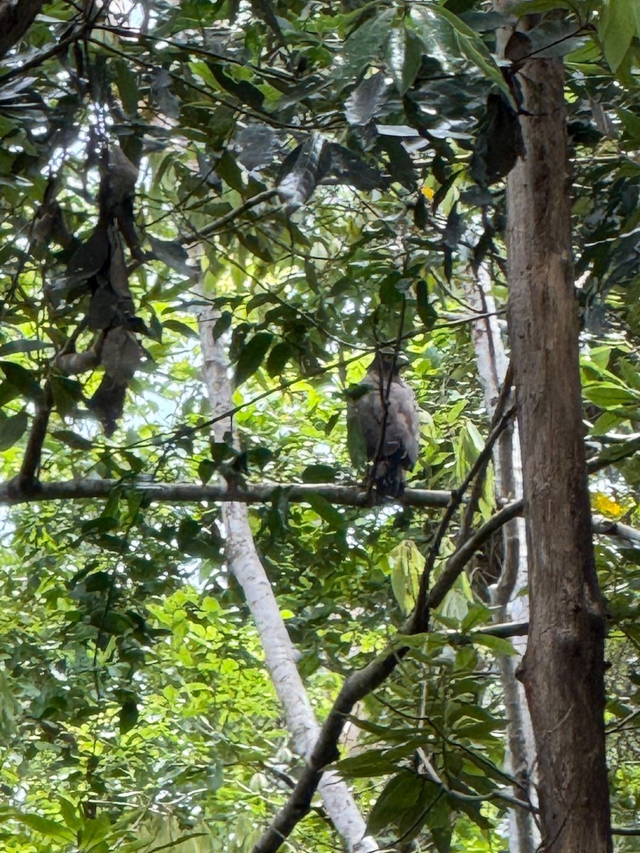 Crested Serpent-Eagle - ML640125476