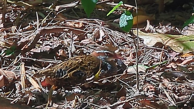 Buff-banded Rail - ML640125477