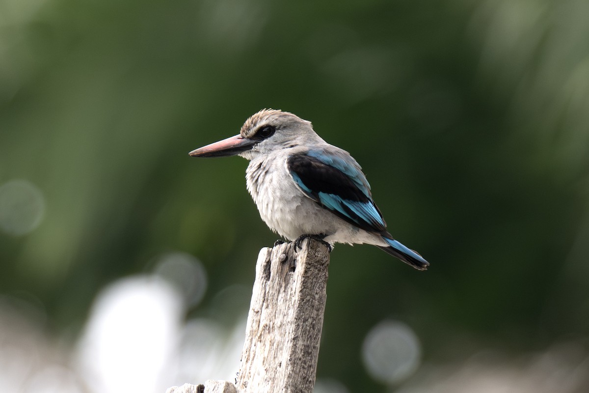 Woodland Kingfisher - ML640125478