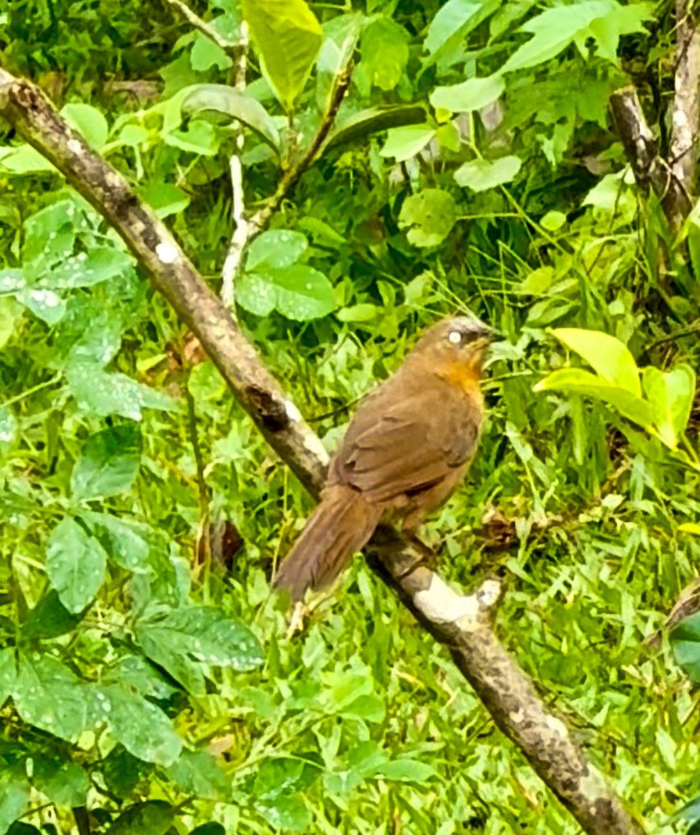 Rufous Babbler - ML640125524