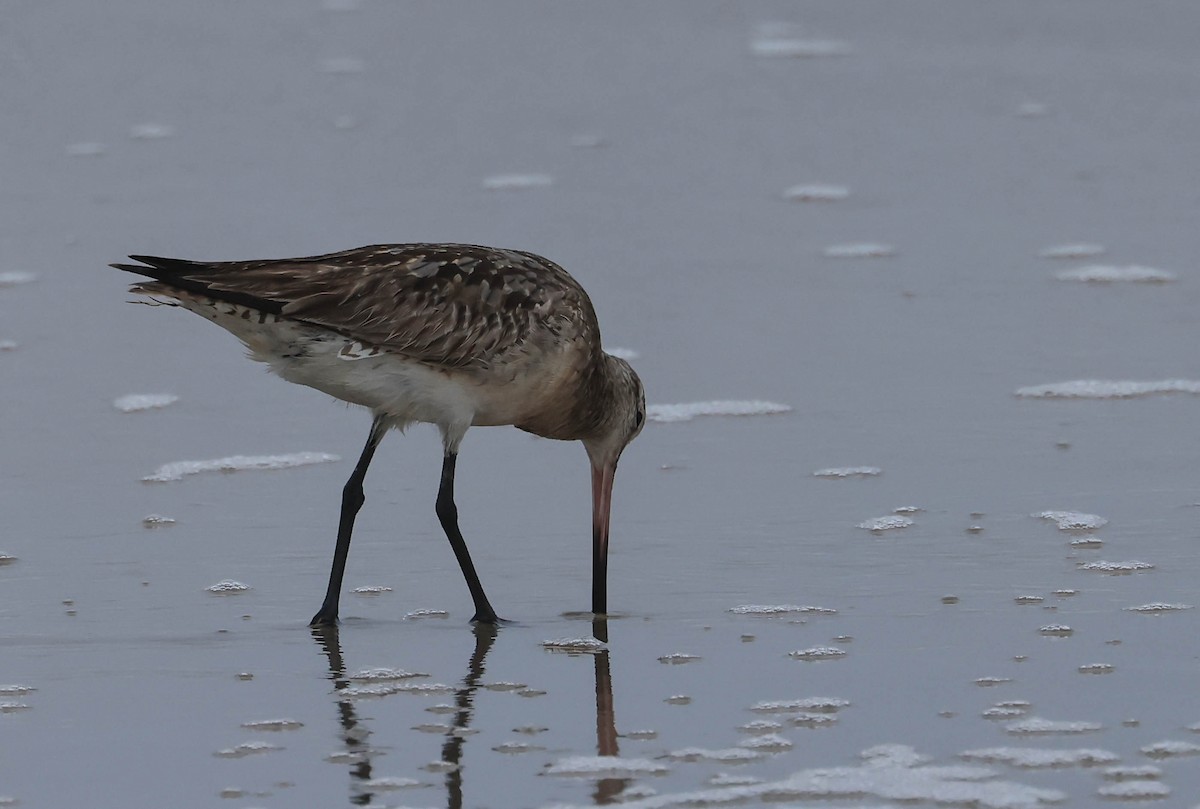 Bar-tailed Godwit - ML640125528