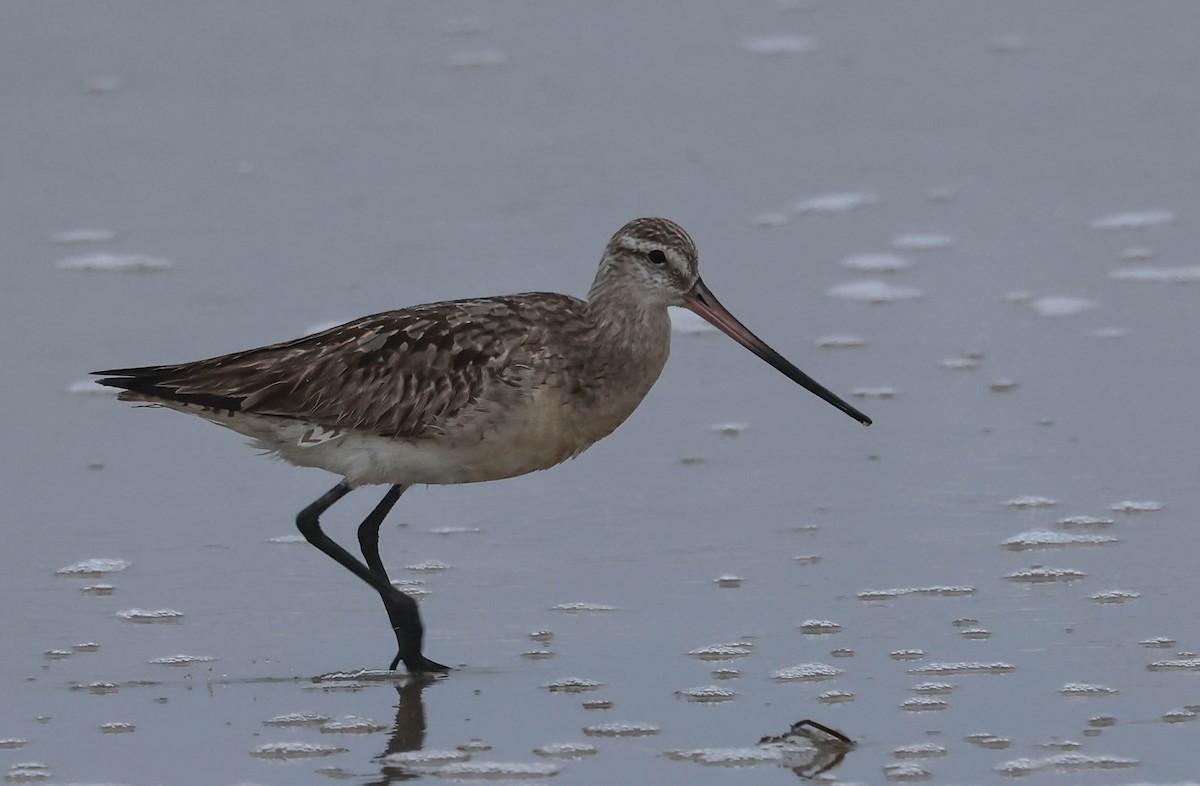 Bar-tailed Godwit - ML640125529