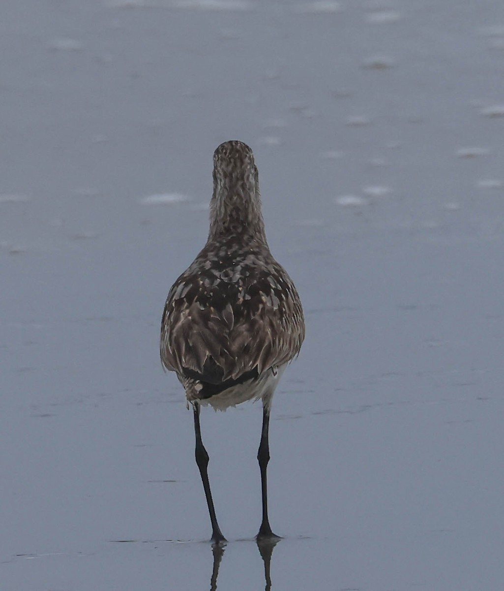 Bar-tailed Godwit - ML640125530