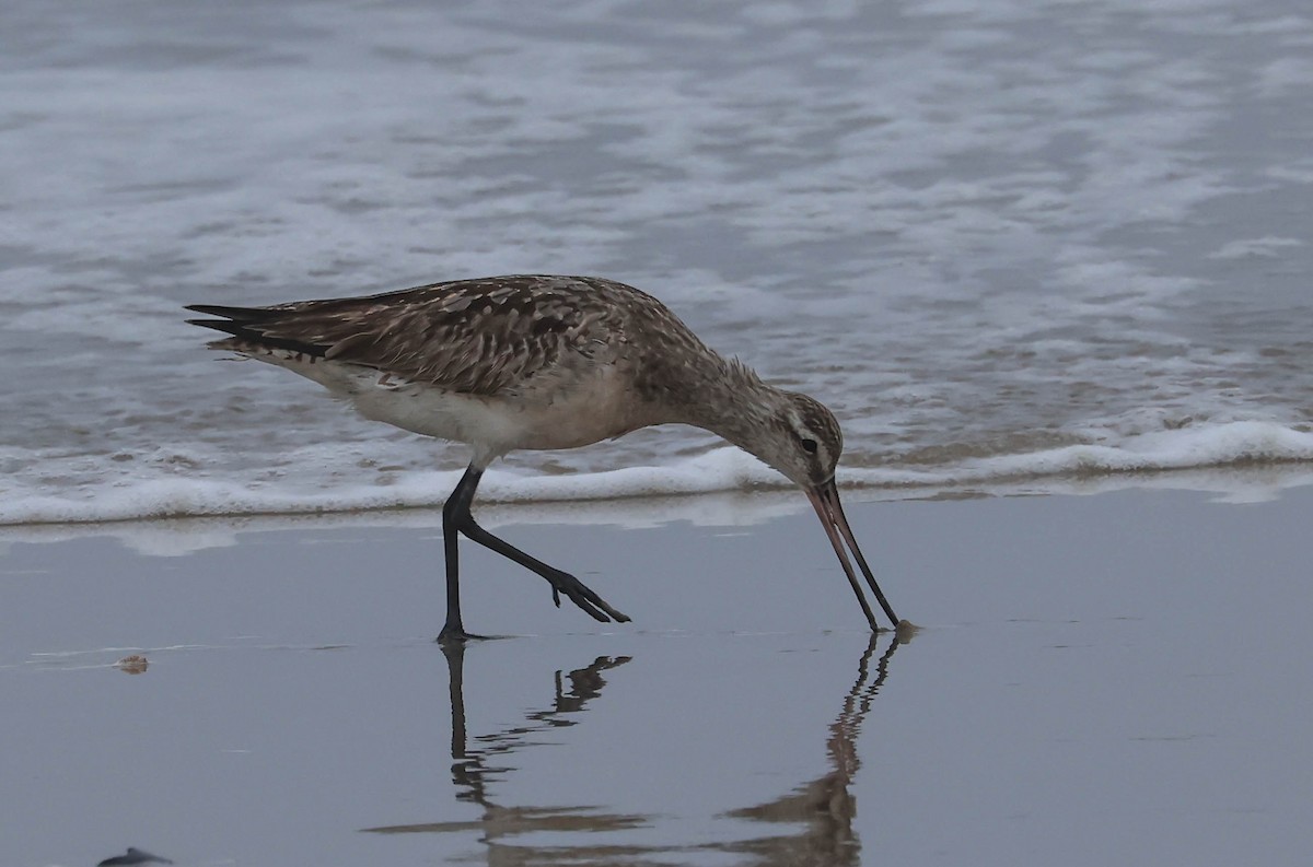 Bar-tailed Godwit - ML640125532