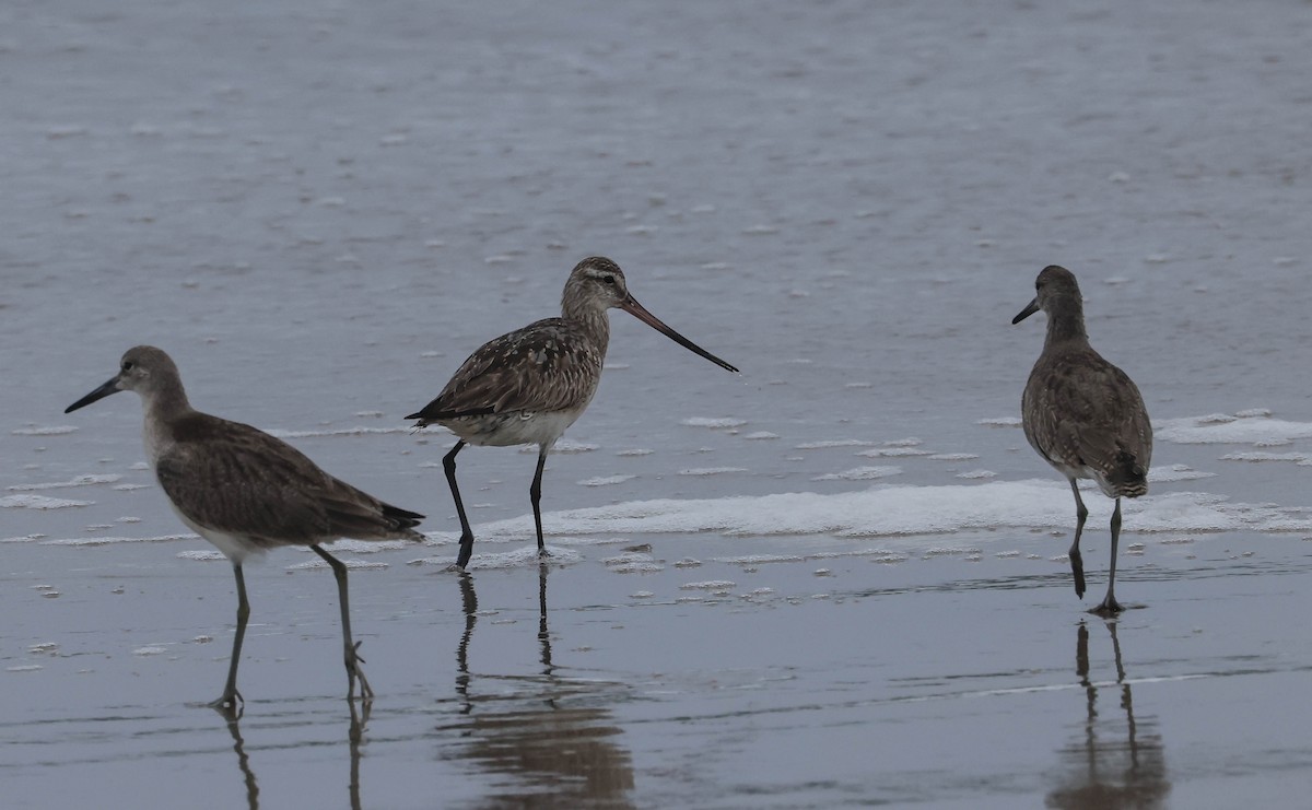 Bar-tailed Godwit - ML640125534