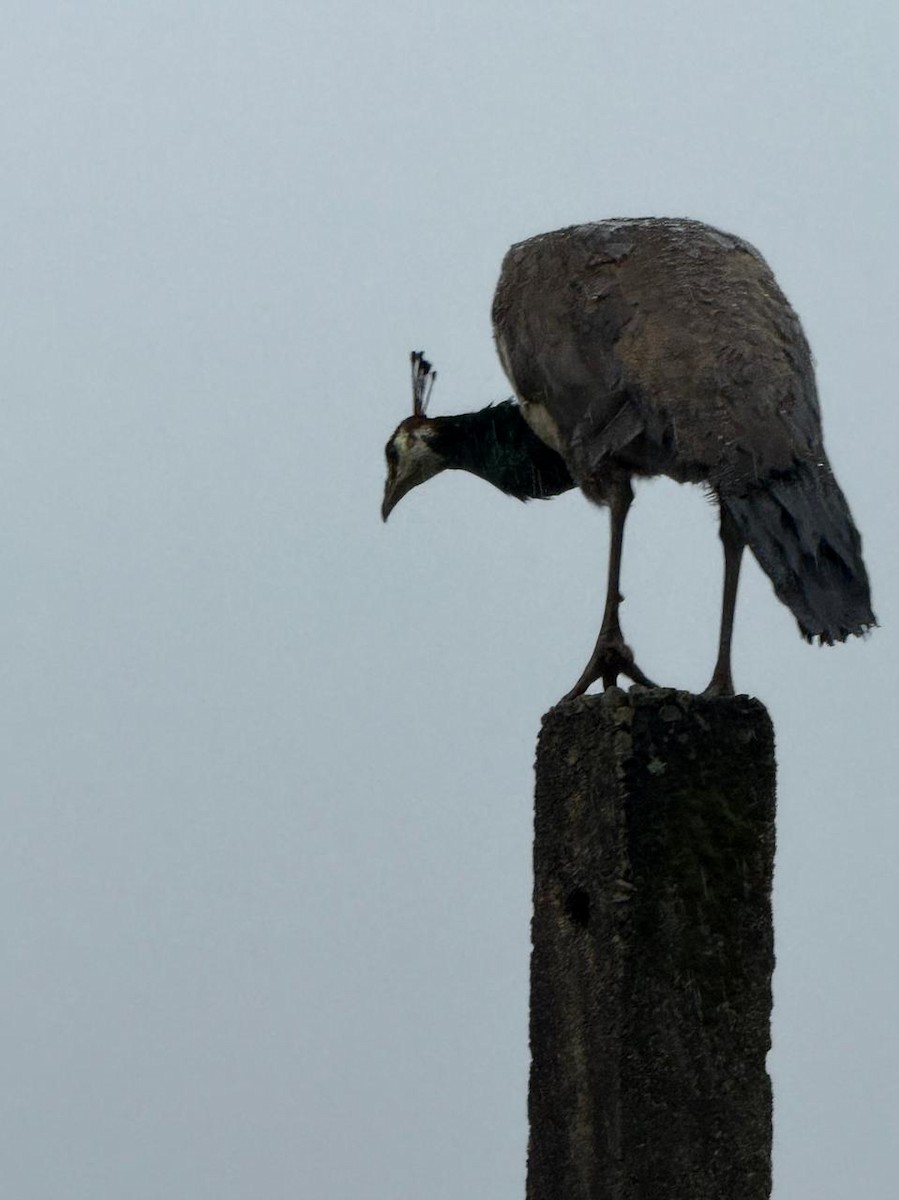 Indian Peafowl - ML640125555