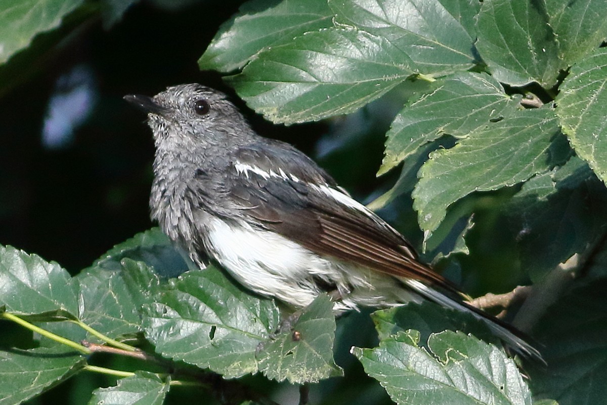 Oriental Magpie-Robin - ML640125627
