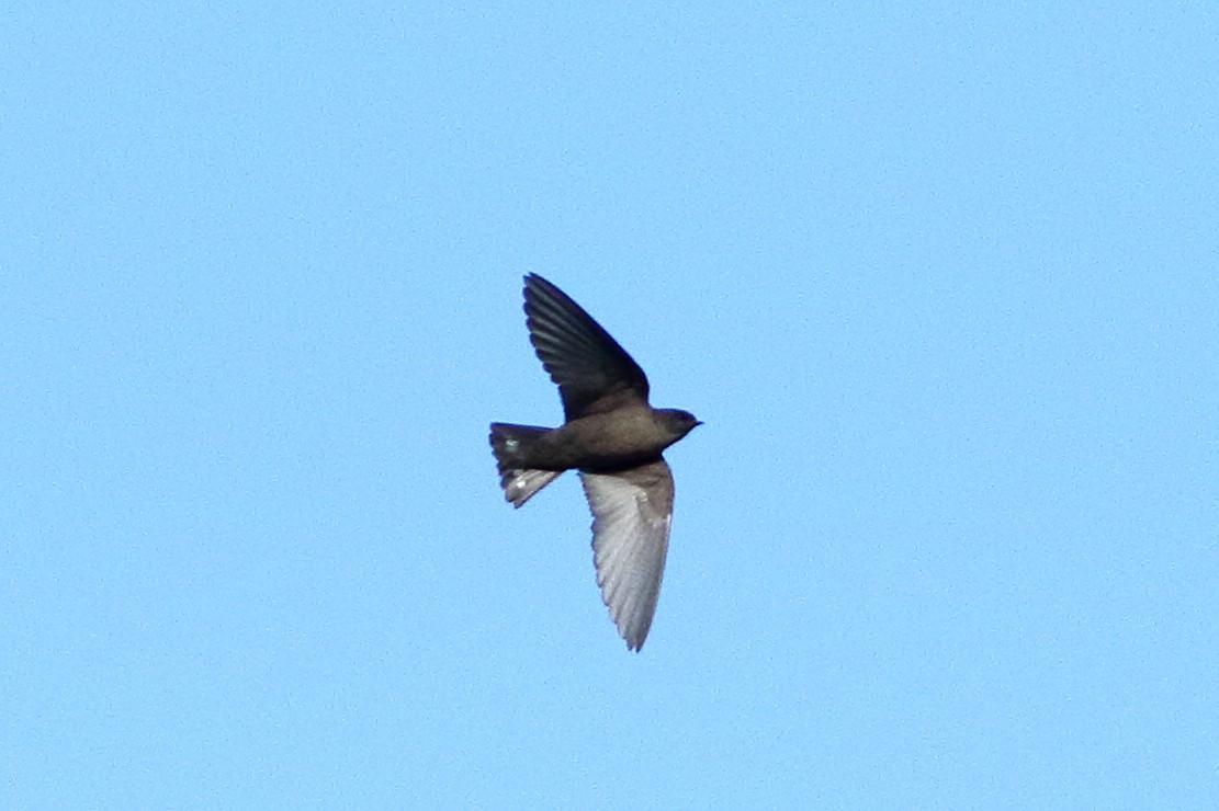 Dusky Crag-Martin - ML640125642