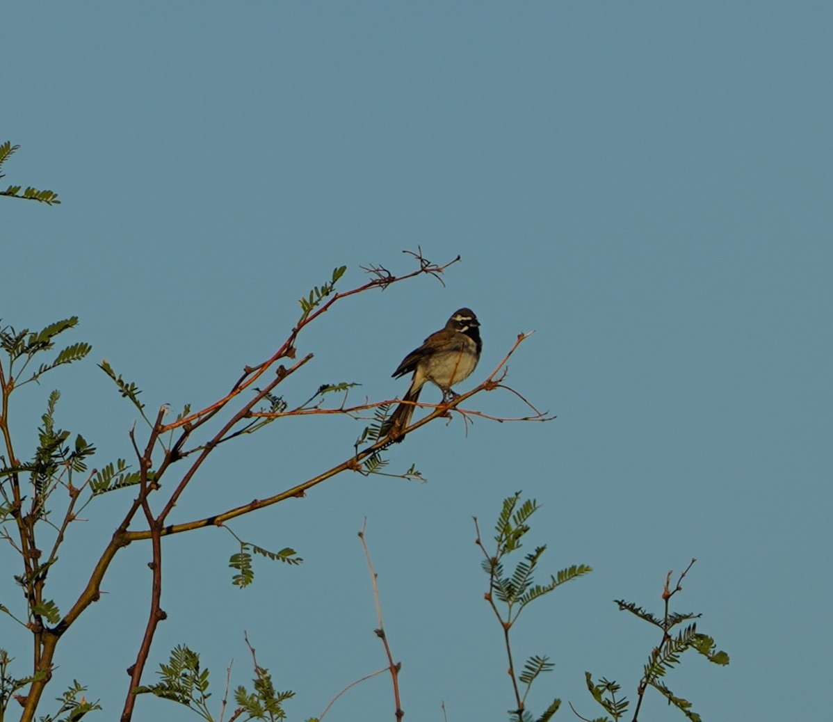 Black-throated Sparrow - ML640125652