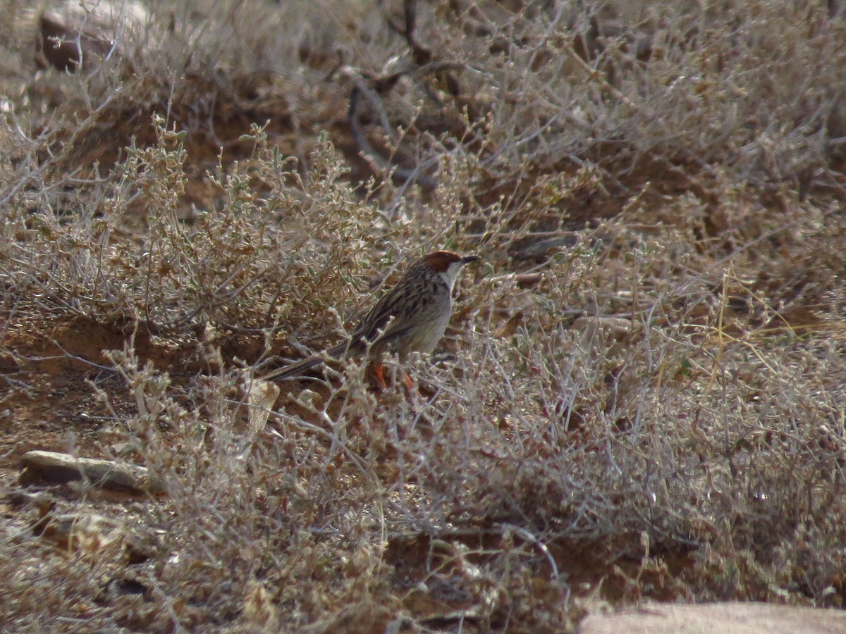 Rufous-eared Warbler - ML640125677