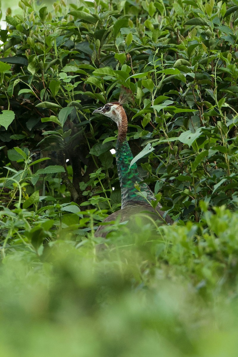 Indian Peafowl - ML640125706
