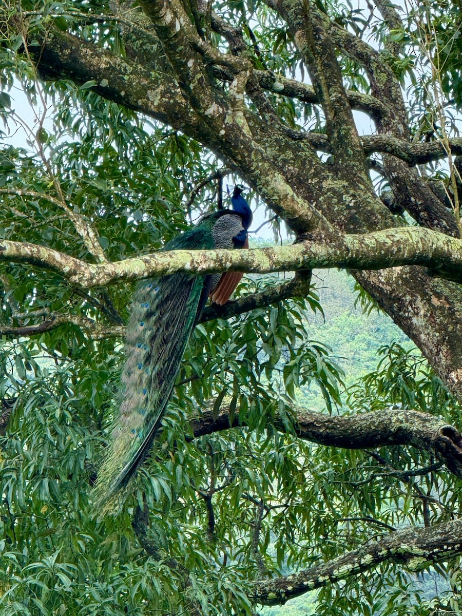 Indian Peafowl - ML640125716