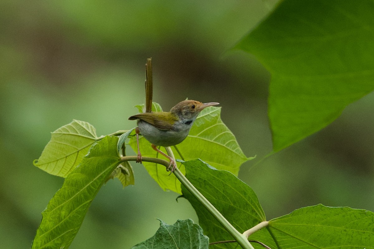 Common Tailorbird - ML640125724