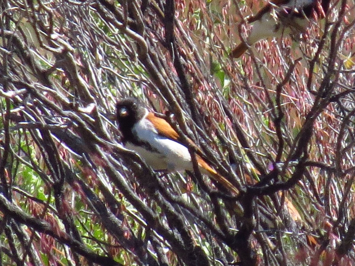Black-headed Canary - ML640125739