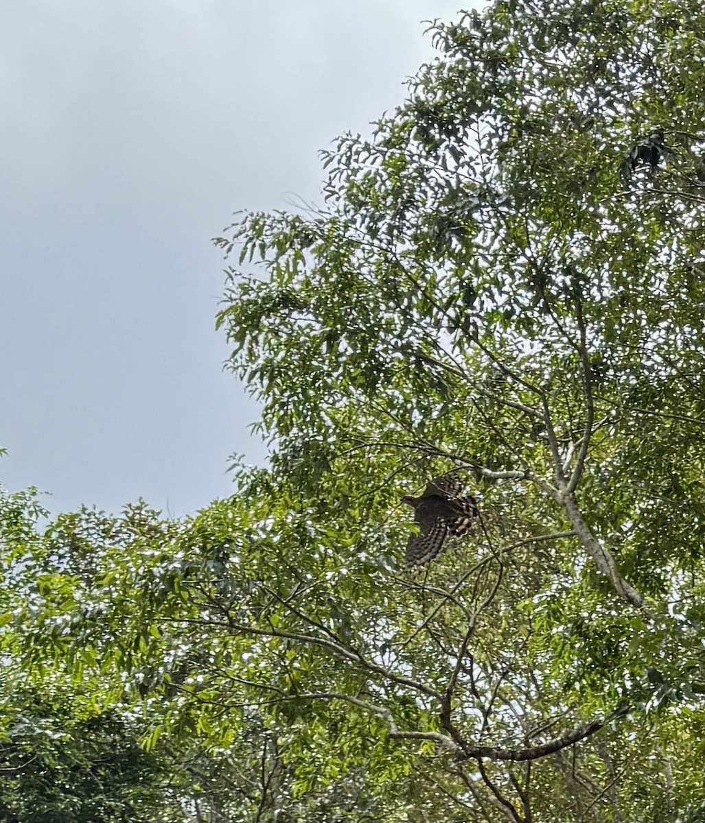 Oriental Honey-buzzard - ML640125764