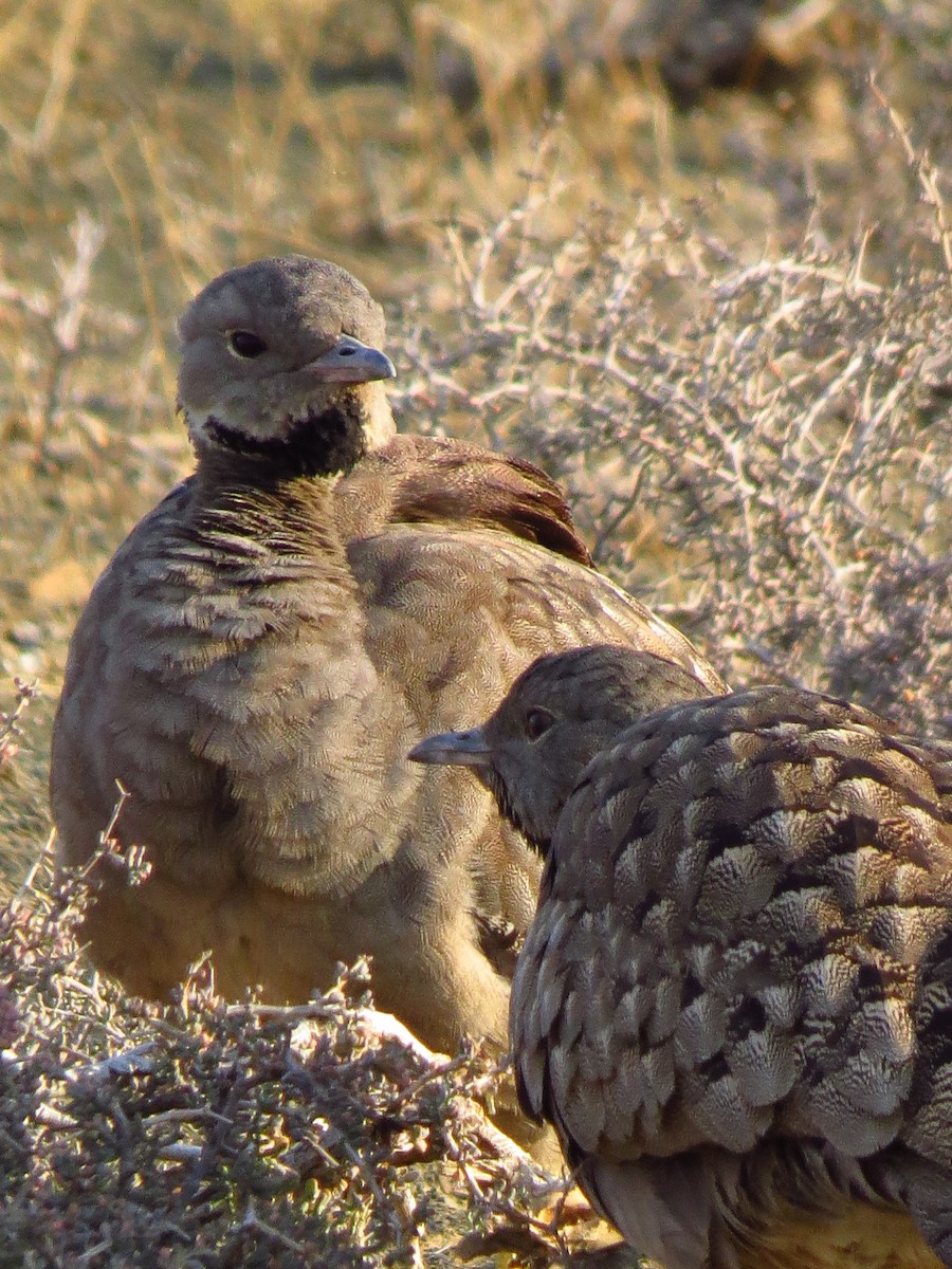 Karoo Bustard - ML640125766