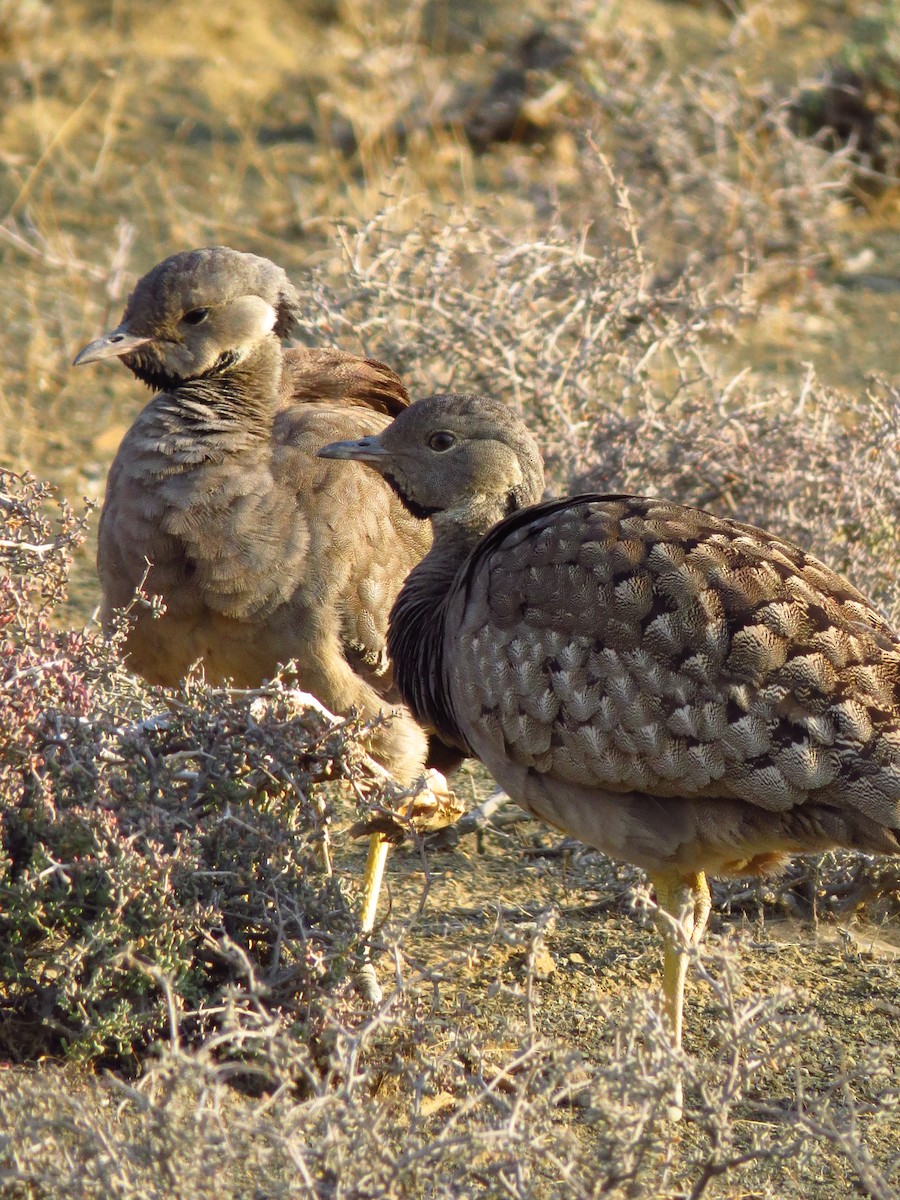 Karoo Bustard - ML640125767