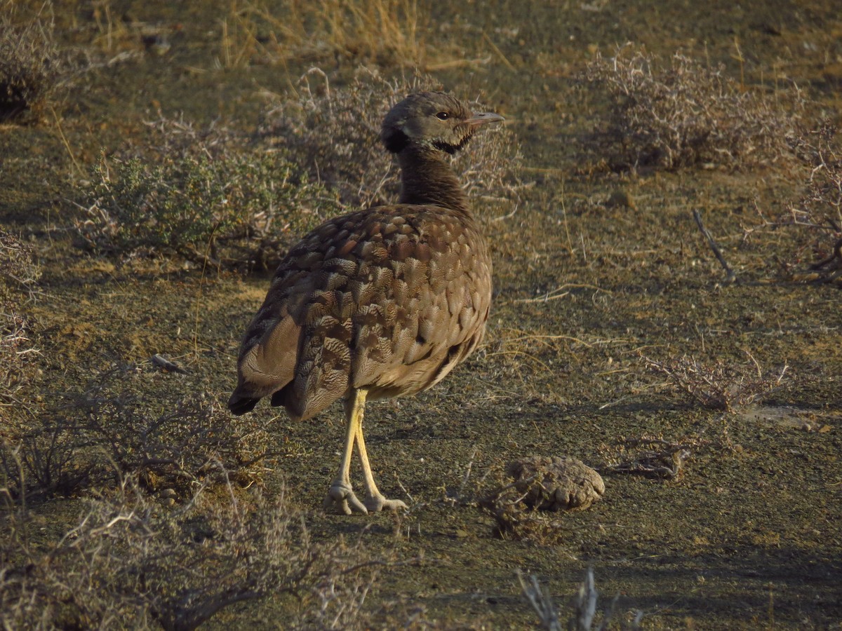 Karoo Bustard - ML640125768