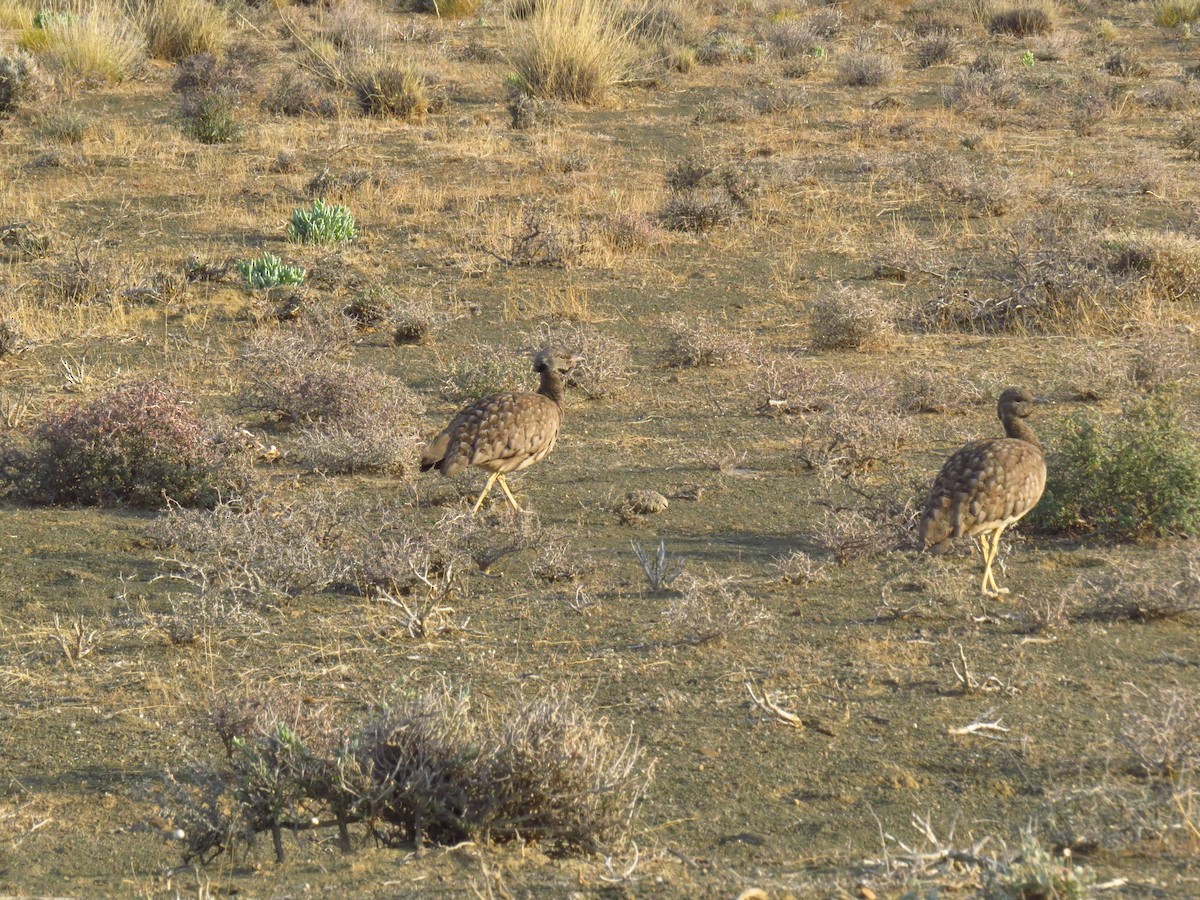 Karoo Bustard - ML640125769