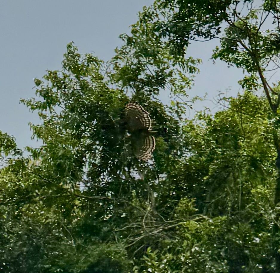 Oriental Honey-buzzard - ML640125785