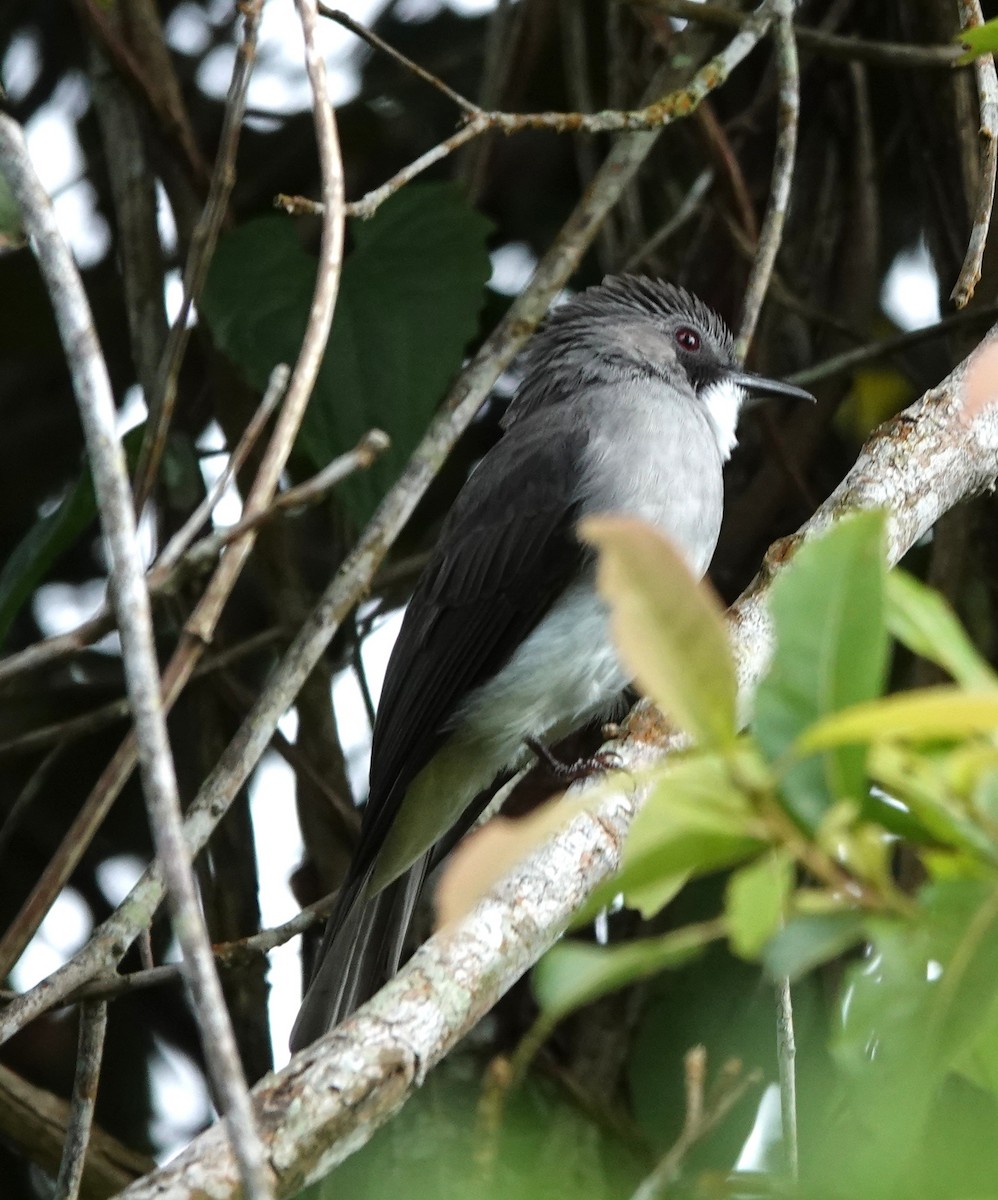 Cinereous Bulbul - ML640125849