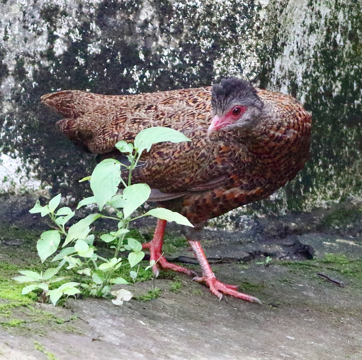 Red Spurfowl - ML640125875