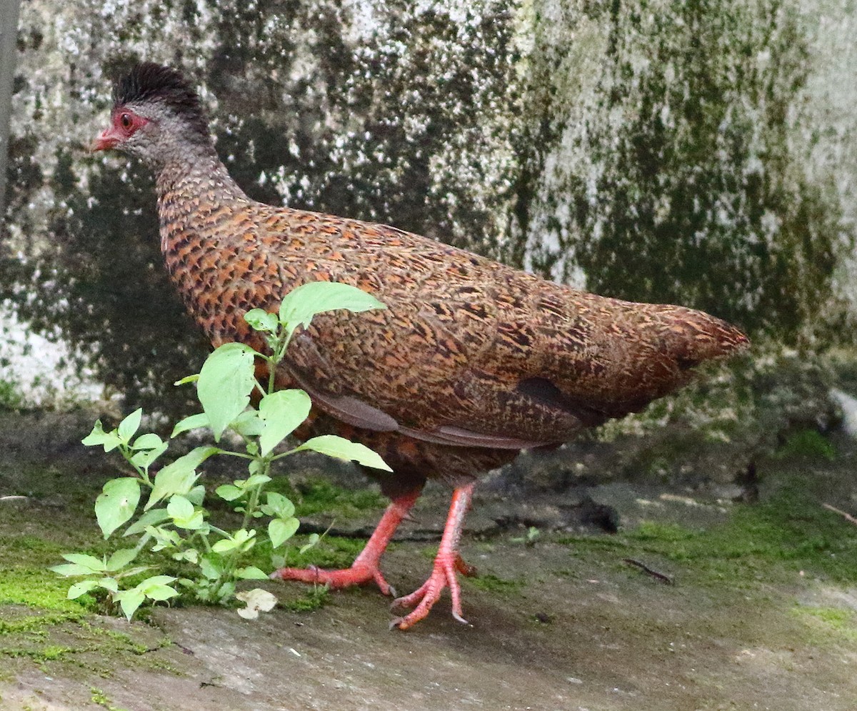 Red Spurfowl - ML640125876