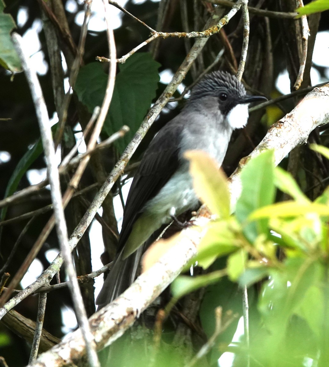 Cinereous Bulbul - ML640125897