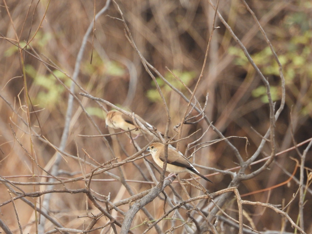 Indian Silverbill - ML640125907